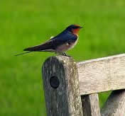Welcome swallow